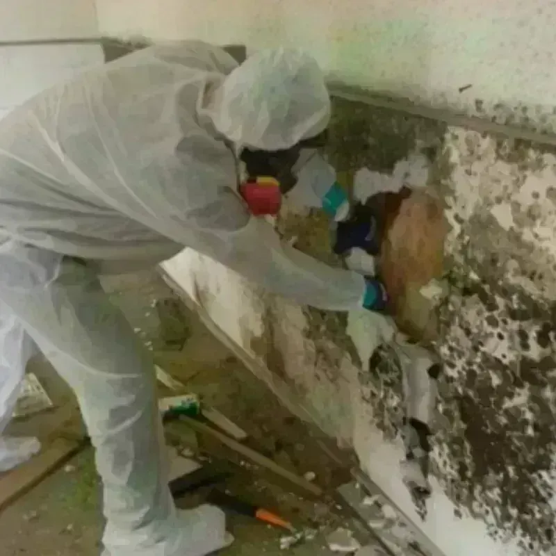 Mold Remediation and Removal in Fort Hunt, VA